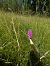 Anacamptis pyramidalis (Orchis pyramidal) © Eglantine Breton