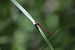 Ceriagrion tenellum © Marco Cazzola