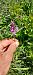 Dactylorhiza fuchsii  - Gerard Chassan