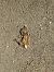 Rospo comune (Bufo bufo) © Severino Vitulano