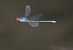 Erythromma viridulum © Marco Cazzola
