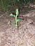 Epipactis fibri  - Bernard Sonnerat