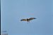 Biancone (Circaetus gallicus) © Renato Cottalasso