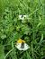 Parnassius mnemosyne © Tiziano Fiorenza (FVG)