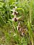 Ophrys indet. group. scolopax (Ophrys indéterminé du groupe bécasse) © Alain Falvard