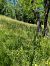 Anacamptis pyramidalis  - Eglantine Breton
