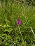 Anacamptis pyramidalis (Orchis pyramidal) © Eglantine Breton