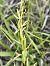 Platanthera fornicata (Platanthère à deux feuilles calcicole) © Richard Fay