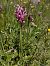 Anacamptis coriophora subsp. martrinii  - Gérard Joseph