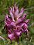 Anacamptis coriophora subsp. martrinii  - Gérard Joseph