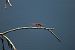 Crocothemis erythraea © Marco Cazzola