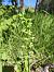 Platanthera chlorantha  - Richard Fay
