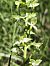 Platanthera chlorantha © Richard Fay