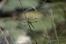 Libellula quadrimaculata © Marco Cazzola