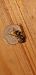 Vespula vulgaris  - Michele Cento