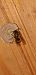 Vespula vulgaris  - Michele Cento