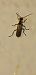 Cantharis decipiens © Michele Cento