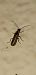 Cantharis decipiens  - Michele Cento