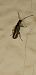 Cantharis decipiens  - Michele Cento