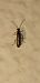 Cantharis decipiens © Michele Cento