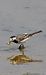 Cuereta blanca vulgar (Motacilla alba) © Jose Molis