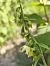 Epipactis helleborine subsp. tremolsii  - Richard Fay