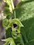 Epipactis helleborine subsp. tremolsii (Épipactis de Tremols) © Richard Fay