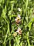 Ophrys santonica © Richard Fay