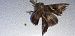 Autographa gamma  - Michele Cento