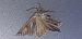 Autographa gamma © Michele Cento