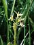 Liparis loeselii (Liparis de Loesel) © Bernard Sonnerat