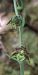 Epipactis microphylla © hidden author