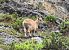 Stambecco (Capra ibex) © Alberto Manganaro