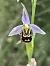 Ophrys apifera © Richard Fay