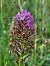 Anacamptis pyramidalis (Orchis pyramidal) © Édouard Beslot
