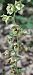 Epipactis helleborine var. castanearum 