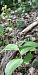 Epipactis helleborine var. castanearum 