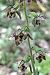 Epipactis helleborine var. castanearum 