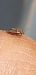 Sciocoris sideritidis  - Michele Cento