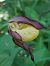 Cypripedium calceolus  - Bernard Sonnerat