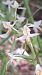 Platanthera muelleri  - Emmanuel Cosson