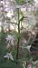 Platanthera muelleri  - Emmanuel Cosson