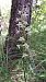 Platanthera muelleri  - Emmanuel Cosson