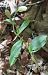 Cephalanthera damasonium © hidden author