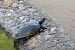 Tortuga d'aigua americana (T.s.elegans) (Trachemys scripta elegans) © Toni Alonso Jardí