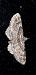 Gymnoscelis rufifasciata  - Michele Cento