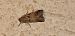 Acrobasis sp. © Michele Cento