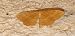 Idaea ochrata © Michele Cento