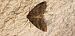 Tephronia codetaria © Michele Cento