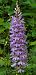 Dactylorhiza maculata  - Michele Cento